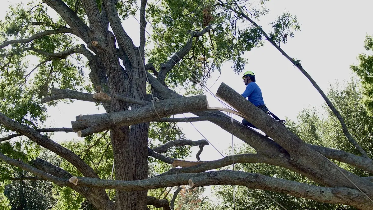 Professional Hazardous Tree Removal performed by certified arborists in Cruger