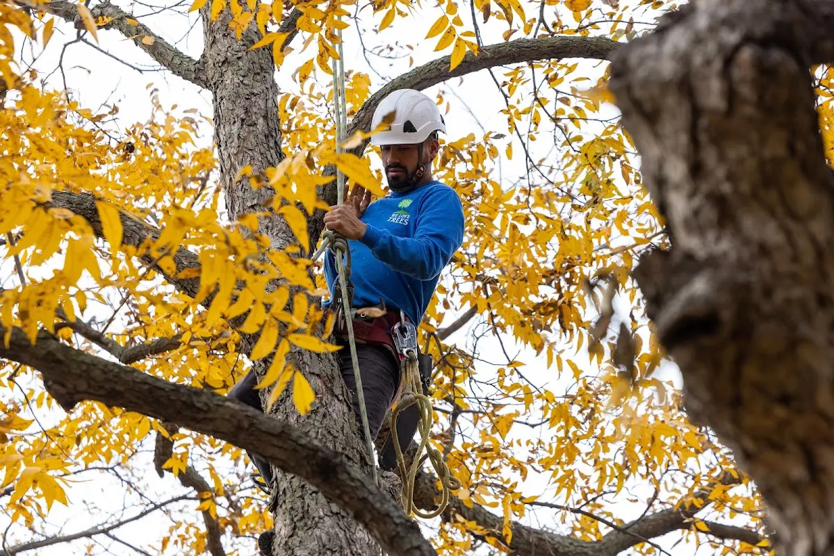 Skilled Storm Damage Cleanup crew working in Cruger